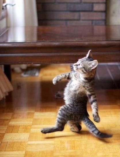 猫被咬伤该怎么处理伤口,被猫咬伤不打针要不要紧