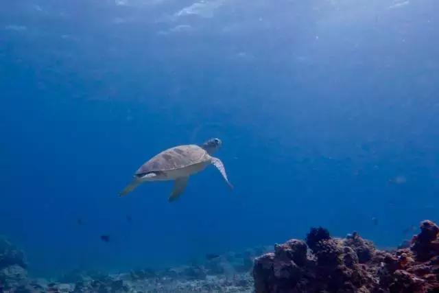 与阿贡对望的日子（二）——吉利岛的乡土潜水日记