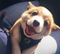 狗狗品种大全及图,狗狗品种大全价格