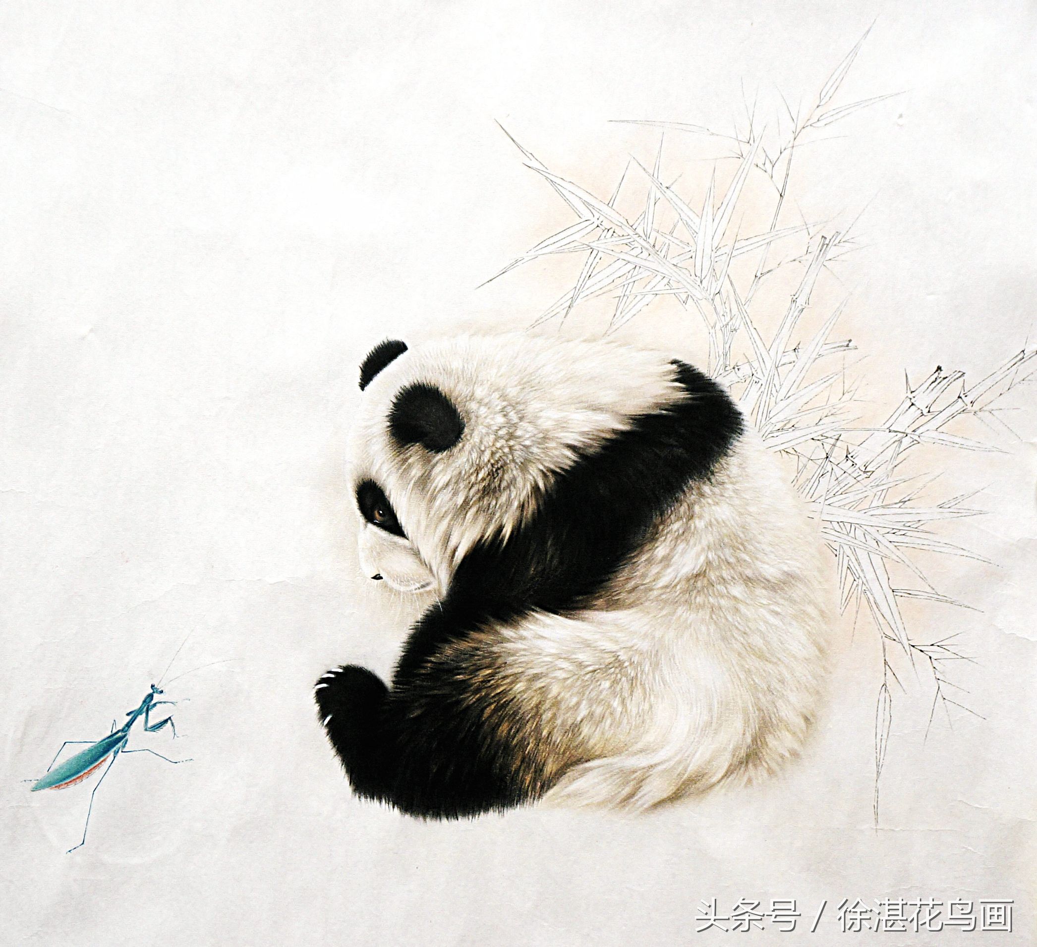 画成熊猫的狗图片,画成熊猫的松狮