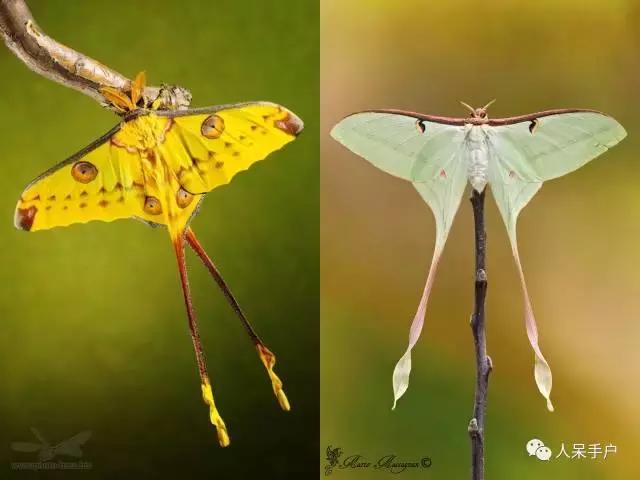 幺蛾子介绍,蛾子的宝宝