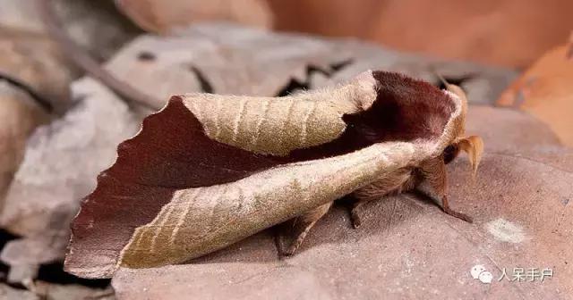 幺蛾子介绍,蛾子的宝宝