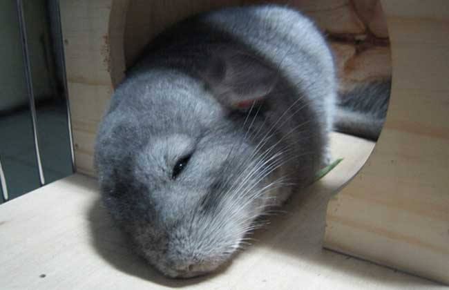 龙猫喂养最好的方法,龙猫喂养的正确方式