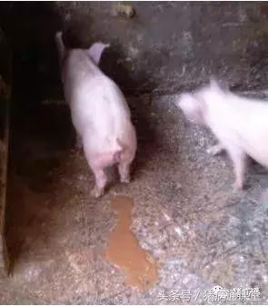 辣椒有何妙用,辣椒在养猪中的妙用