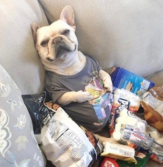 汪也需要减肥！法牛君：要么瘦！要么要么……铲屎的我零食放哪儿了