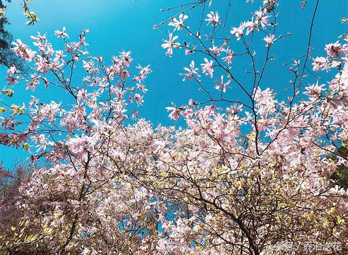 祖玛珑香水星花木兰,祖马龙花木兰香氛