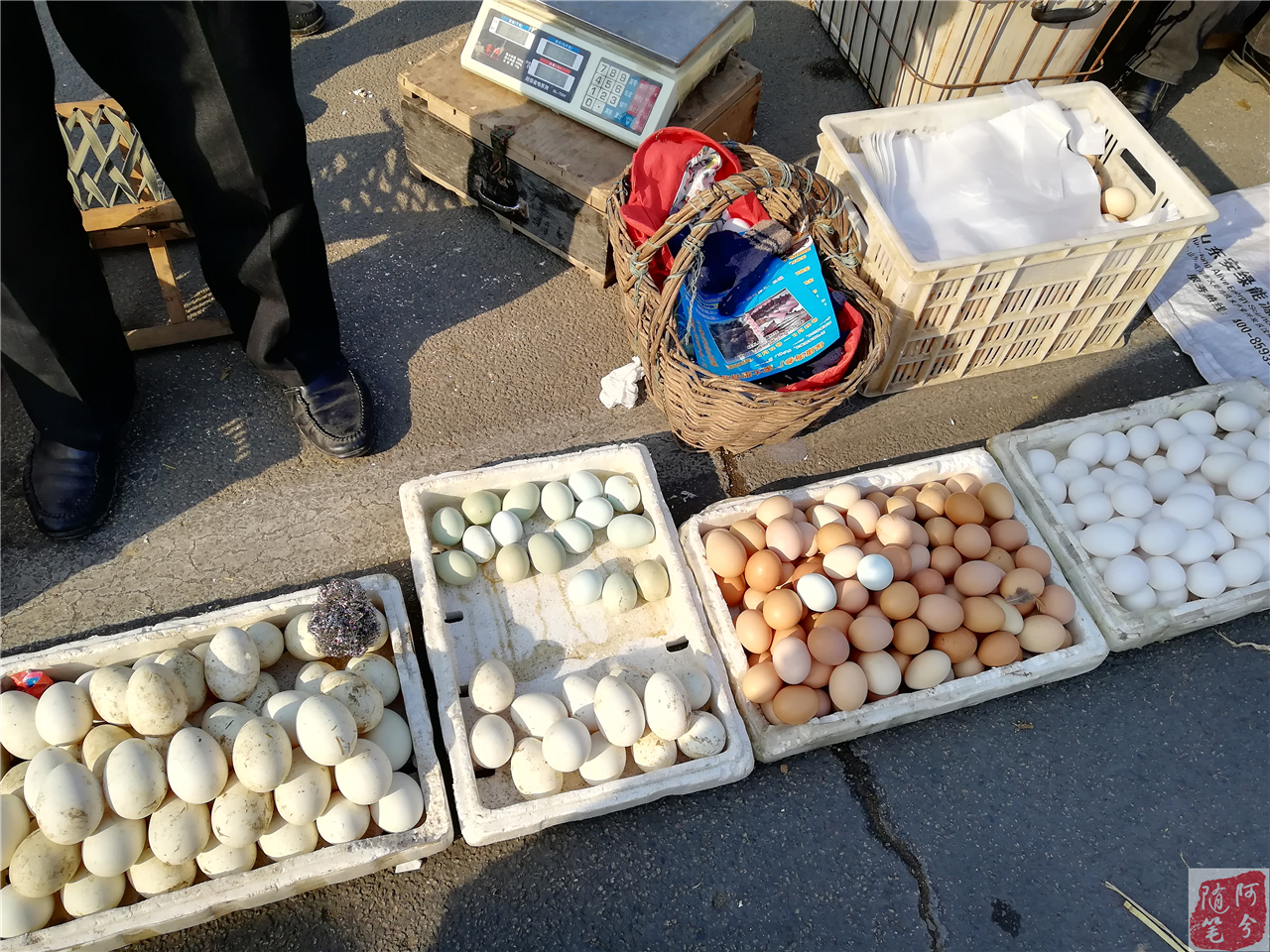 乌鸡为什么下普通鸡蛋,乌鸡下了粉蛋什么原因