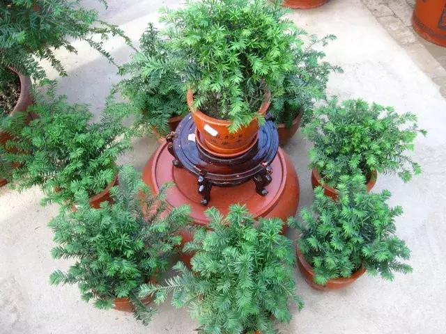 红豆杉盆栽如何介绍,红豆杉盆景教程