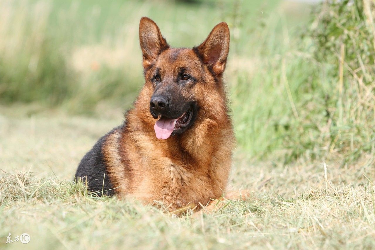 如何挑选一只血统纯正的德牧,怎么挑选好的德牧小犬