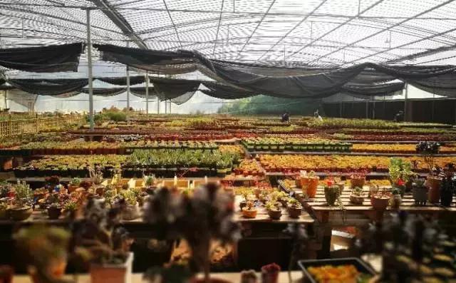 重庆高山避暑垂钓,周末自驾烧烤好去处