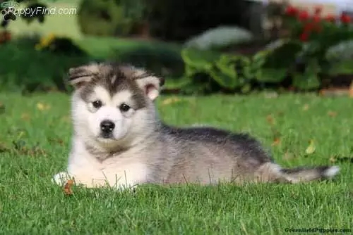 犬种百科之罗威纳犬,犬种百科之比熊犬