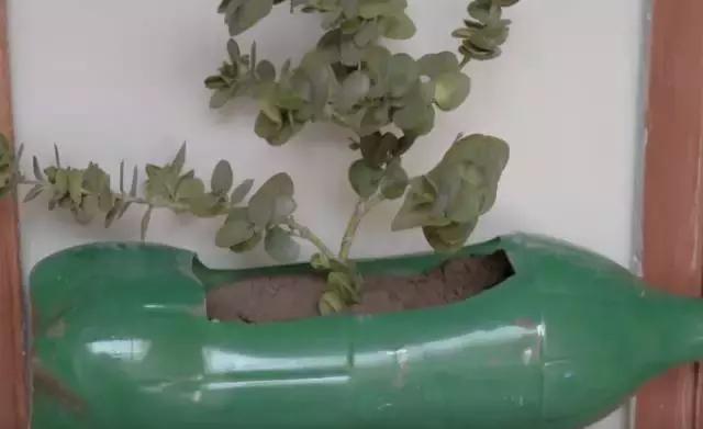 小瓶子手工制作小东西养花,省钱10大养花神器1个塑料瓶做出来