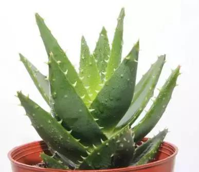 什么值得买真的值得买,什么都值得买