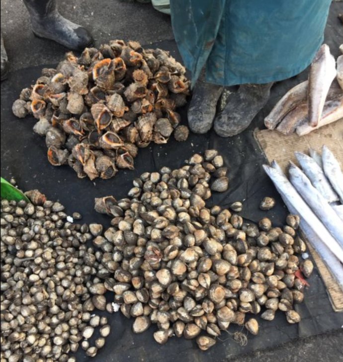 蚶子什么时候挖最肥,海里的蚶什么时候最肥美