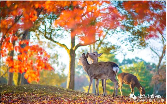 去日本旅游最新攻略,去日本旅游最详细攻略
