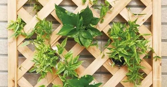 小瓶子手工制作小东西养花,省钱10大养花神器1个塑料瓶做出来