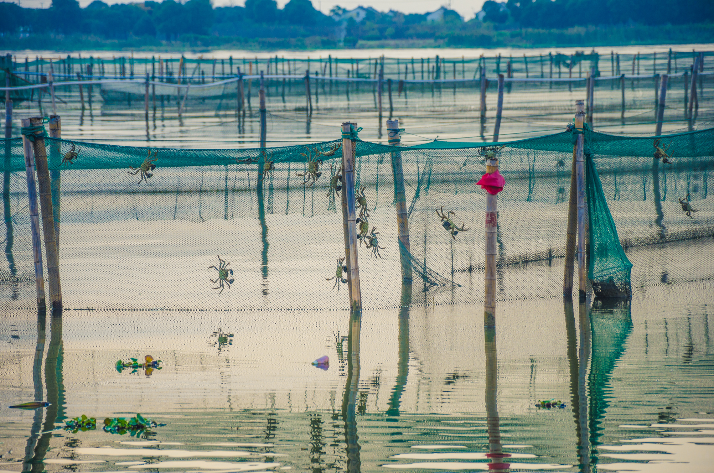 为何上海人都喜欢驱车到这吃大闸蟹，晚上还愿住在这里
