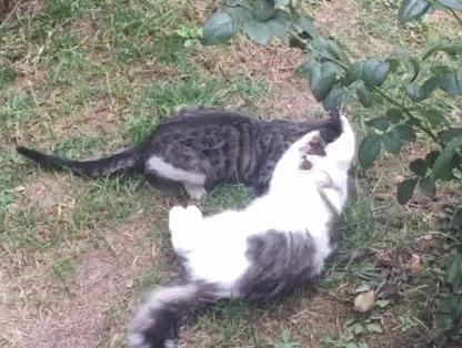 捡到的猫咪要不要归还给原主子,捡到一只流浪猫要注意事项