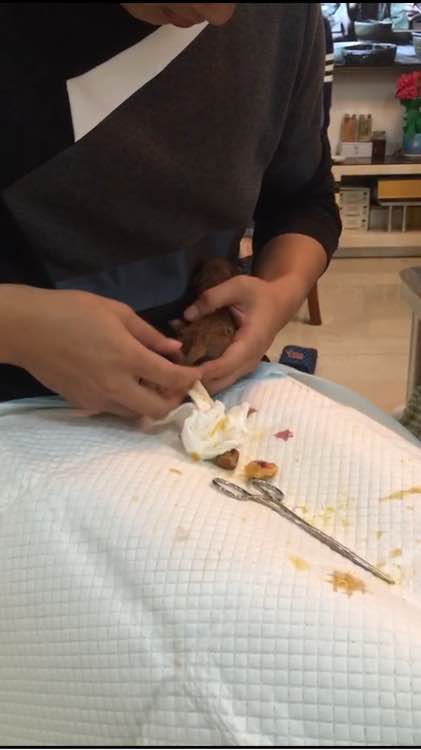 泰迪被领养舍不得原主人,领养泰迪被欺负