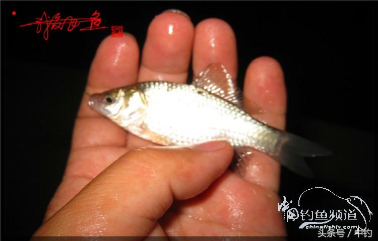 蝙蝠老是来屋里怎么赶走,蝙蝠来屋里怎么办