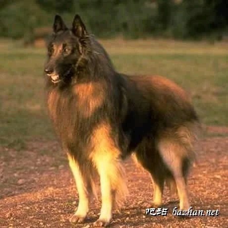 世界名犬品种介绍各多少钱,世界大型名犬高清图