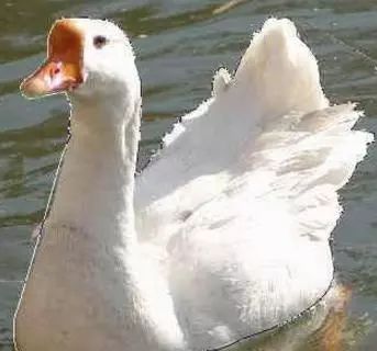 photoshop抠图接单,Ps怎么用路径抠图