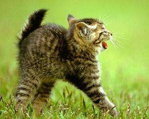 全都太有才了！NGA论坛水友集体COSPLAY魔兽世界技能图标