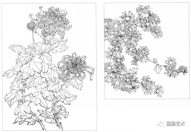 工笔菊花画法步骤示范,工笔菊花设色步骤
