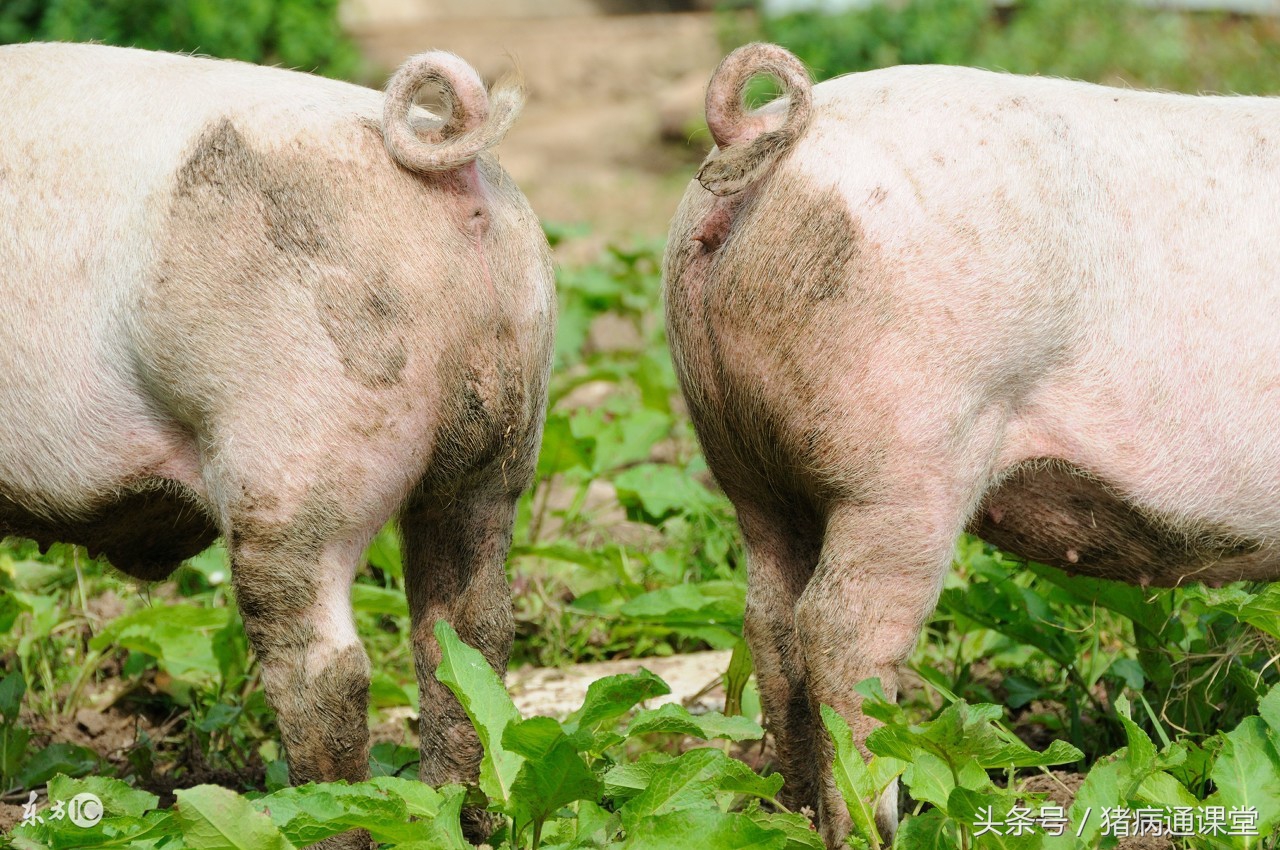 公猪采完精后能喝凉水不,公猪采不出精怎么治疗