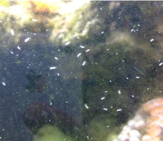 鱼缸玻璃上有小小的白色虫子,鱼缸内白色细长虫子