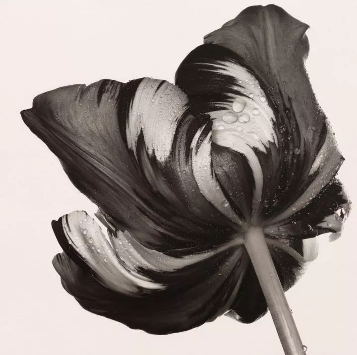 欧文佩恩摄影大师,欧文佩恩高清大图