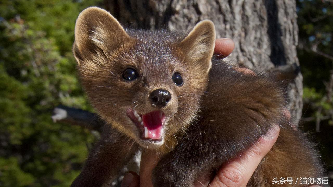 宠物貂饲养视频大全教程,宠物貂饲养的注意事项