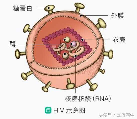 科学认识艾滋病传播途径,大学生对艾滋病的认识和预防
