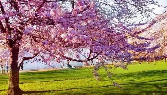 逛切北京最全花节汇总整理！收藏起来慢慢看！