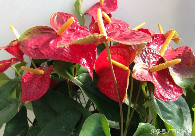 吸甲醛的盆栽植物排行榜,盆栽去甲醛最好的植物