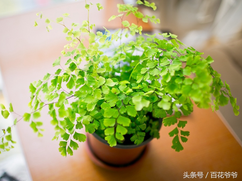吸甲醛的盆栽植物排行榜,盆栽去甲醛最好的植物