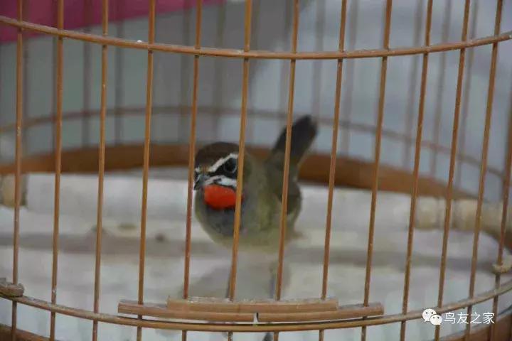 闲聊养鱼技巧大全,闲聊冬季野钓