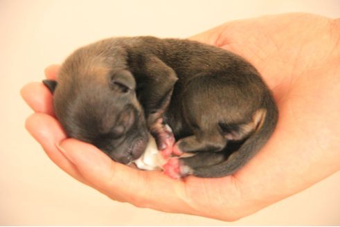 刚生出来比较弱的小狗怎么照顾,刚出生的小狗应该怎么照顾