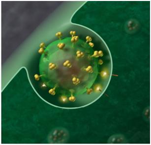 艾滋病并非不治之症？“洗精术”到底是什么