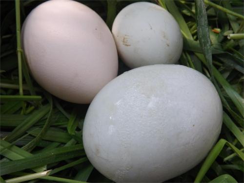 没有买卖就没有杀害!为了利益,商人们盯上了孔雀和它们的蛋……