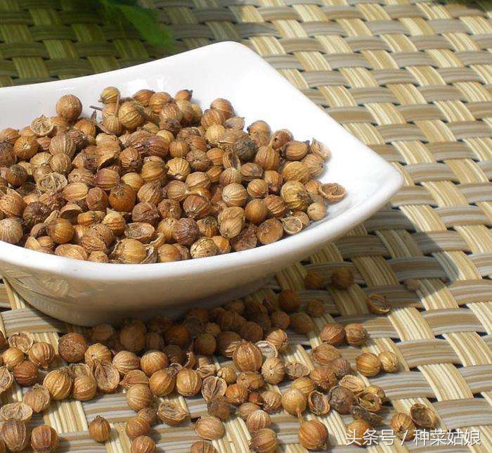 香菜几天出苗芹菜多少天出苗,香菜出苗比小葱出苗晚吗