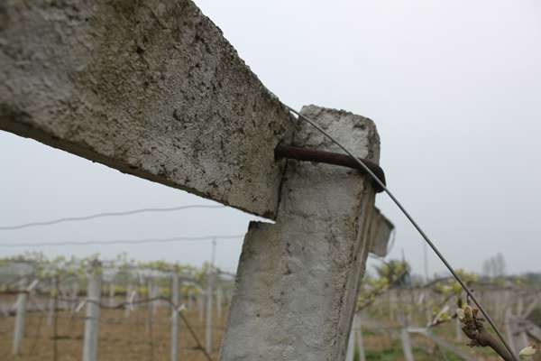 高级农艺师讲解猕猴桃种植技术,红心猕猴桃种植疏果技术