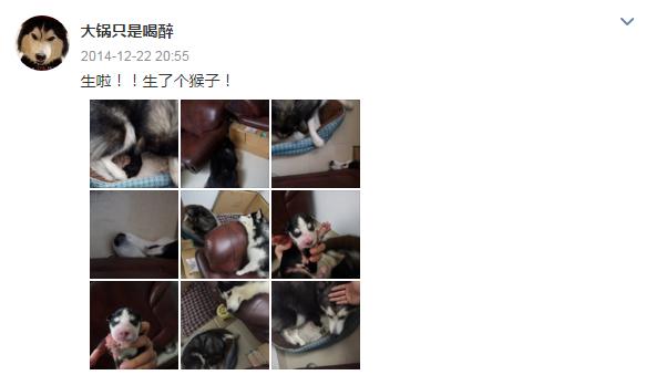 云养宠物可爱,云养宠物出现的原因