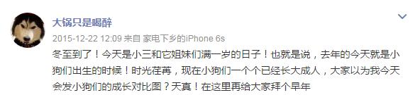 云养宠物可爱,云养宠物出现的原因