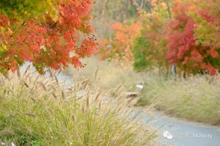 打卡上海这几个风景绝佳的赏秋地,探索最美旅游地点