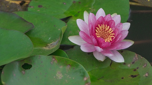 豆瓣日记碎碎念,豆瓣日记完整版