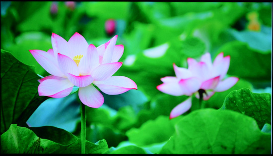 富可视电视60寸,富可视50寸电视机