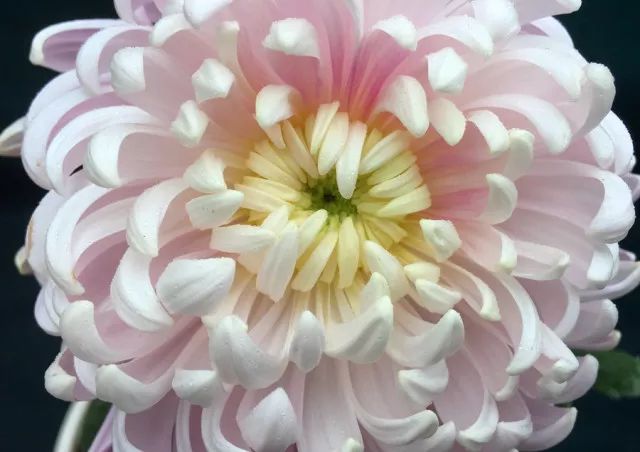 第八届青秀山菊花展夜间活动,广西南宁青秀山景区10万余盆菊花