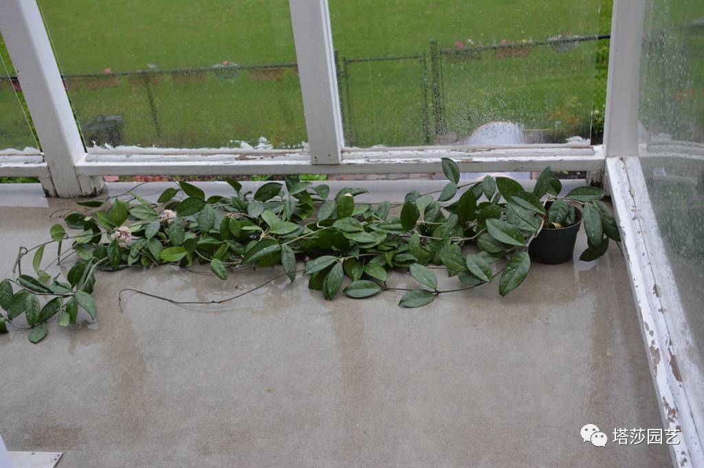 养球兰的小诀窍,怎样才能让球兰爆根