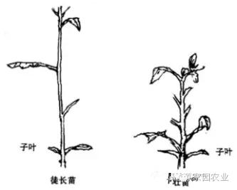 番茄坐果不好怎么办,番茄坐果少怎么补
